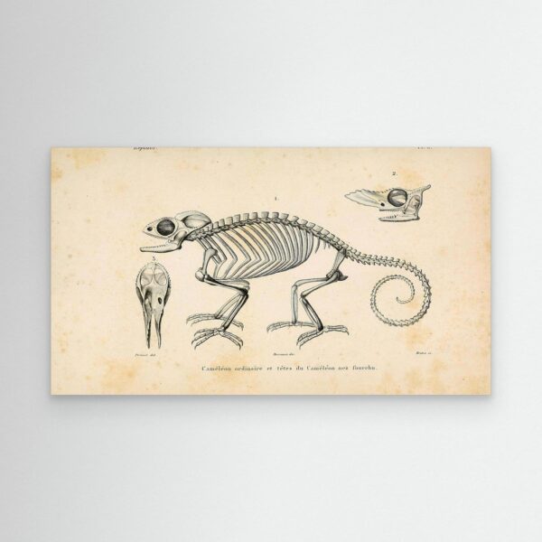 Chameleon – Reptiles