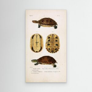 Turtle – Reptiles