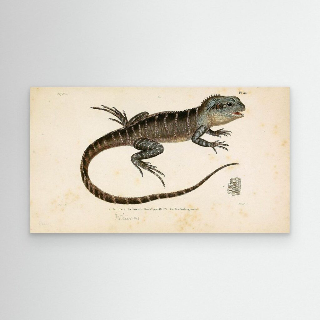 Salamanders – Reptiles