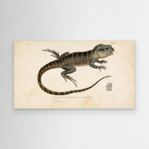 Salamanders – Reptiles