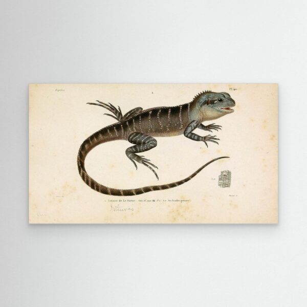 Salamanders – Reptiles