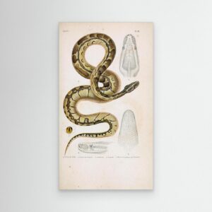Snake – Reptiles