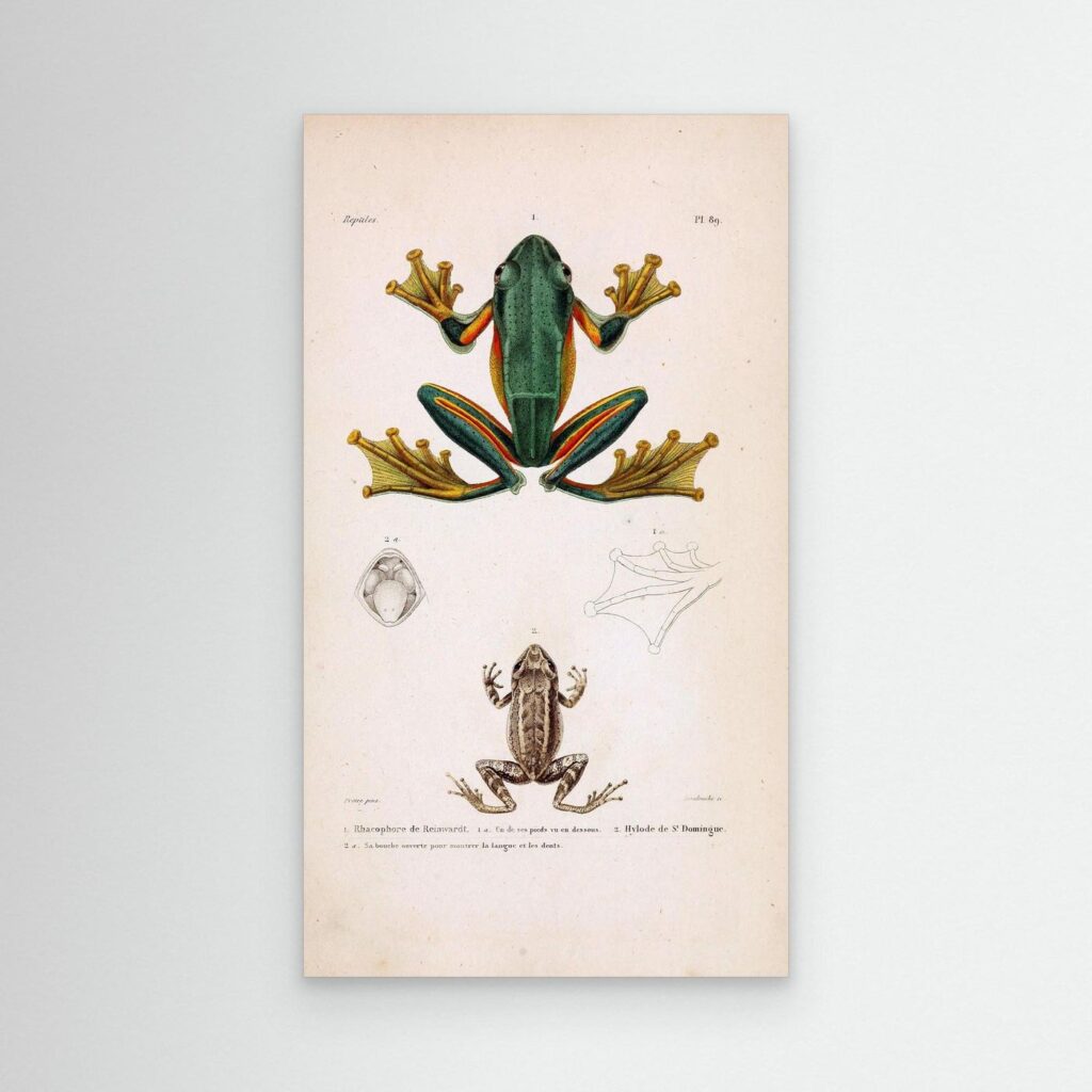 Frog – Reptiles